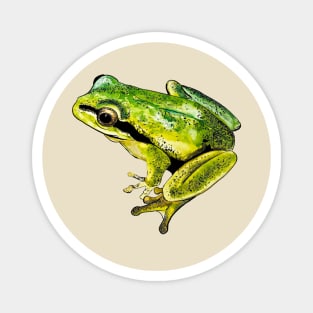 green frog Magnet